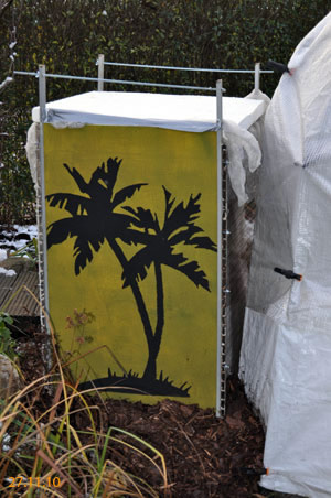 Winterschutz Parajubaea